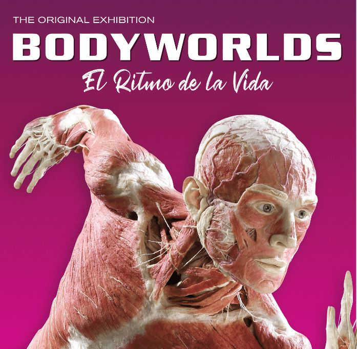 Cartel Body Worlds Madrid